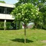 Pluimes (Fraxinus ornus ‘Meczek’) in bloei